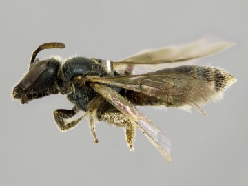 [Lasioglossum pavoninum female thumbnail]